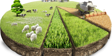 KIRSAL KALKINMA DESTEKLERİ KAPSAMINDA TARIMA DAYALI EKONOMİK YATIRIMLARIN DESTEKLENMESİ